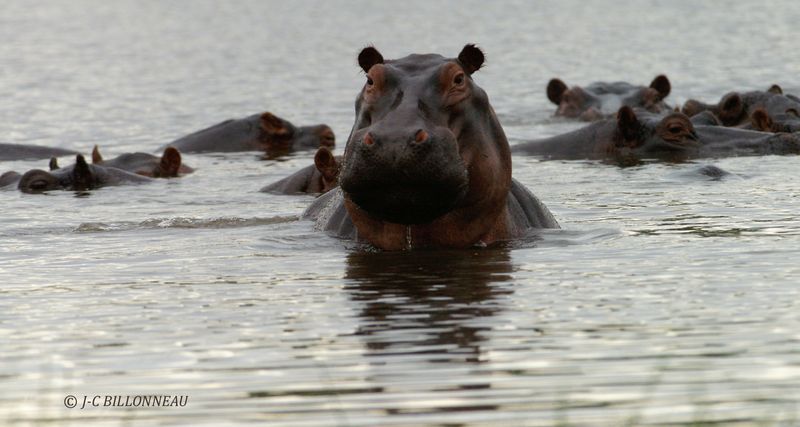 114 Hippopotames.jpg