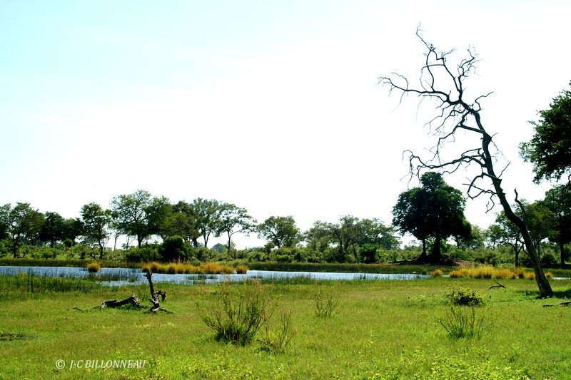154 Okavango.jpg