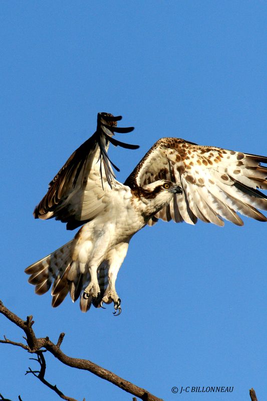 181 Balbuzard pcheur, Osprey.jpg