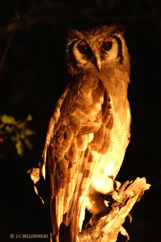 200 Grand-duc de Verreaux, Verreaux's Eagle-Owl.jpg