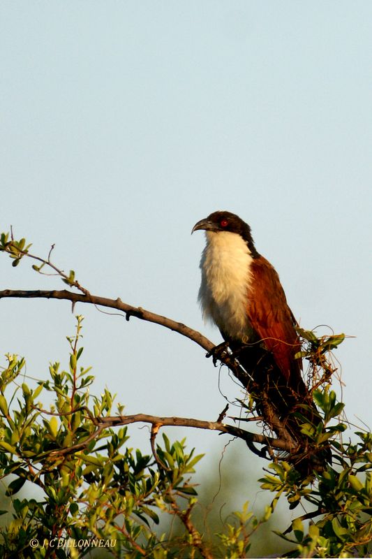 202 Coucal des papyrus, Coppery-tailed Coucal.jpg