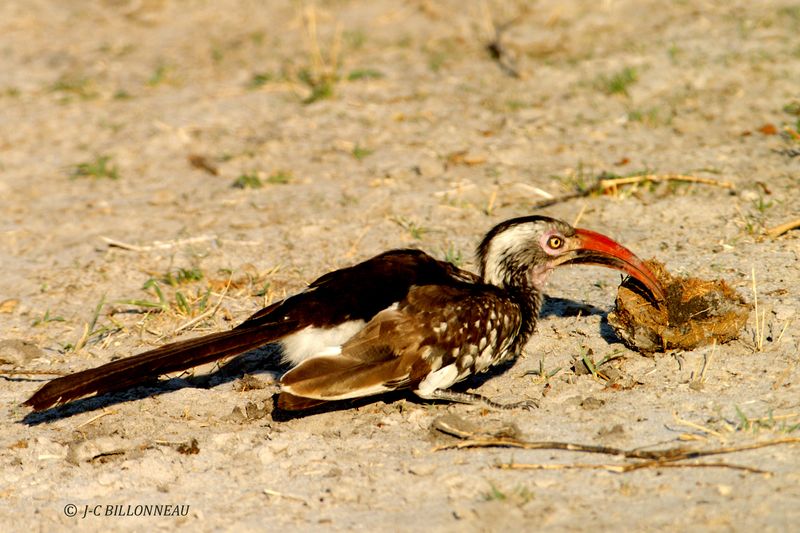 208 Calao d'Afrique du sud, Southern Red-billed Hornbill.jpg