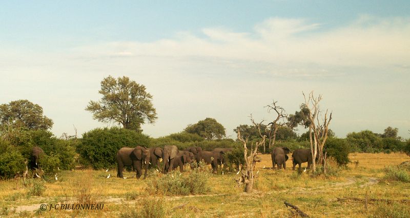 241 Elphants d'Afrique.jpg