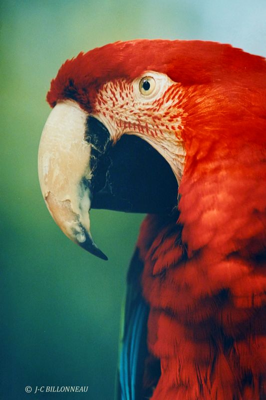 051 Ara rouge - Scarlet Macaw, Zoo de Branfr.JPG