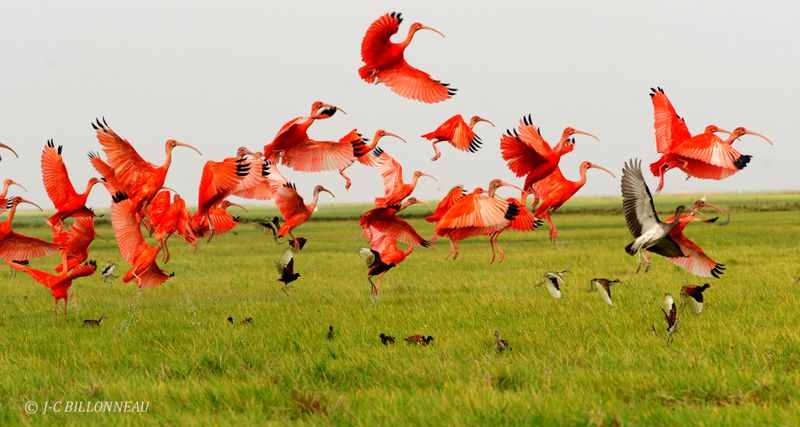 394 Ibis rouges VENEZUELA.jpg