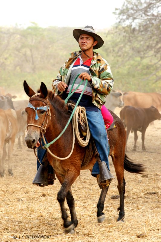 398 Gaucho VENEZUELA.jpg