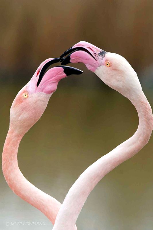 399 Parade des flamants.jpg