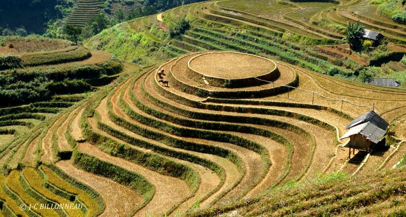 401 Rizières H Mông - VIETNAM.JPG