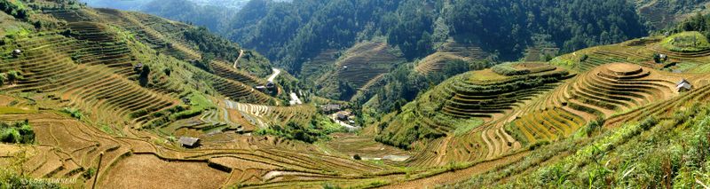 402 Rizières H Mông - VIETNAM.jpg