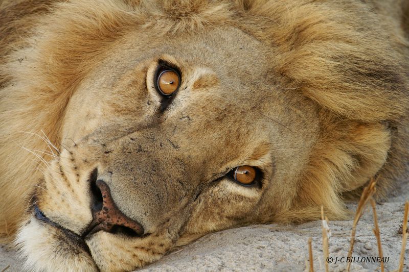 408 Lion mâle - BOTSWANA.jpg