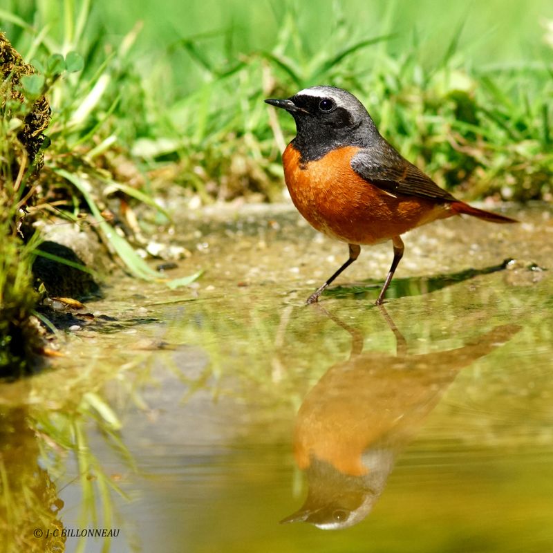 258 Rougequeue  front blanc mle- Common Redstart male.JPG