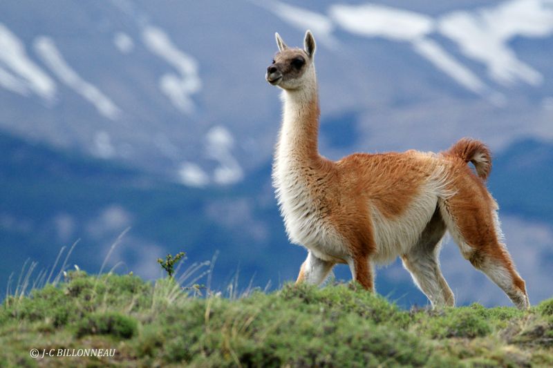 427 Guanaco - CHILI.jpg