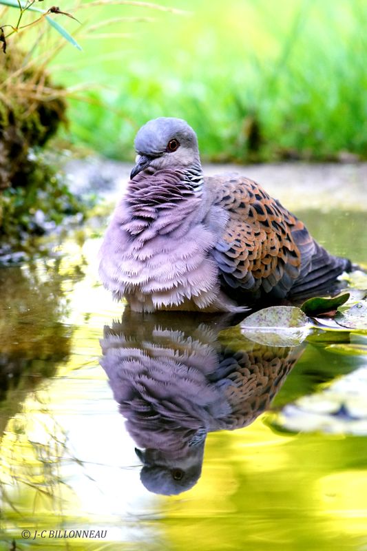 230 Tourterelle des bois-European Turtle Dove.JPG