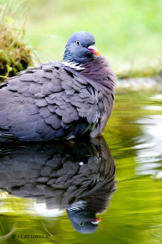 231 Pigeon ramier-Common Wood Pigeon.JPG