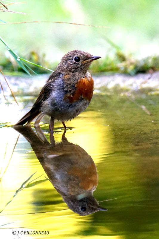 232 Rougegorge familier juvénile-European Robin juvenile.JPG
