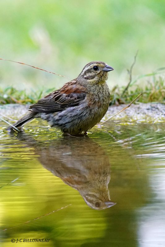 233 Bruant zizi mâle-Cirl Bunting male.JPG