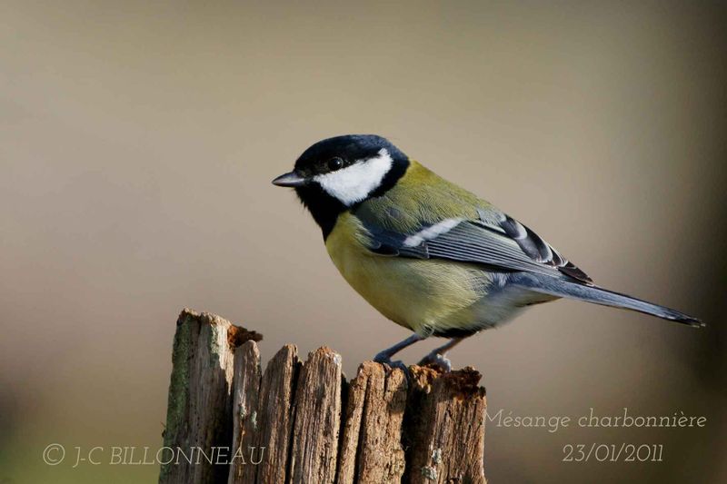 008-Mésange-charbonnière-Great Tit.jpg