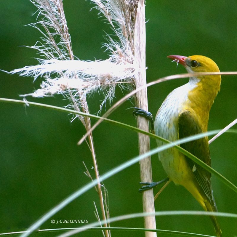 005 Loriot d'Europe femelle- Eurasian Golden Oriole female.JPG