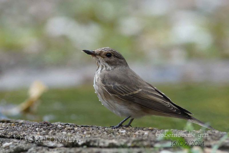 007-Gobemouche-gris-Spotted Flycatcher.jpg