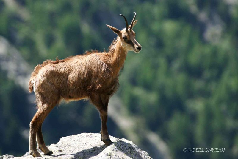 051-Chamois - FRANCE.jpg