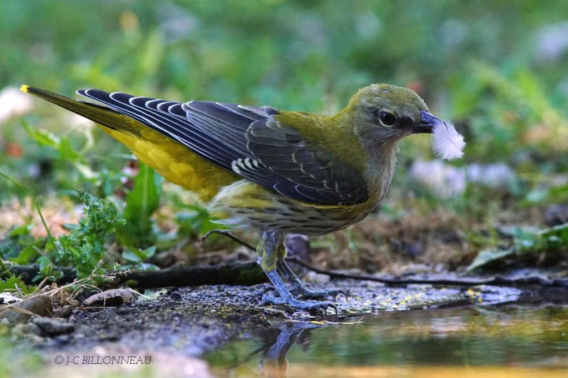 095-Loriot-d'Europe-immature - Eurasian Golden Oriole juvenile FRANCE.jpg