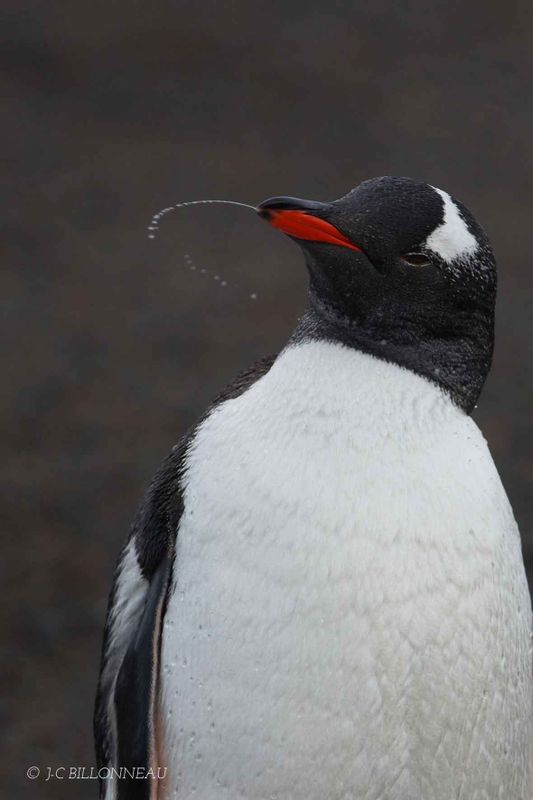 236-Ile-de-la-Déception - ANTARCTIQUE.jpg