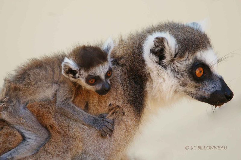 174-Maki-cattas - MADAGASCAR.jpg