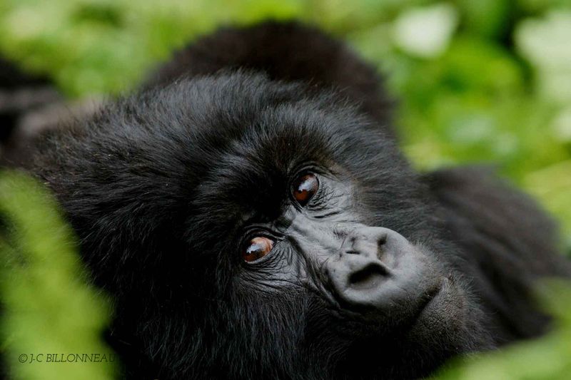 090-Gorille des montagnes femelle - RWANDA.jpg