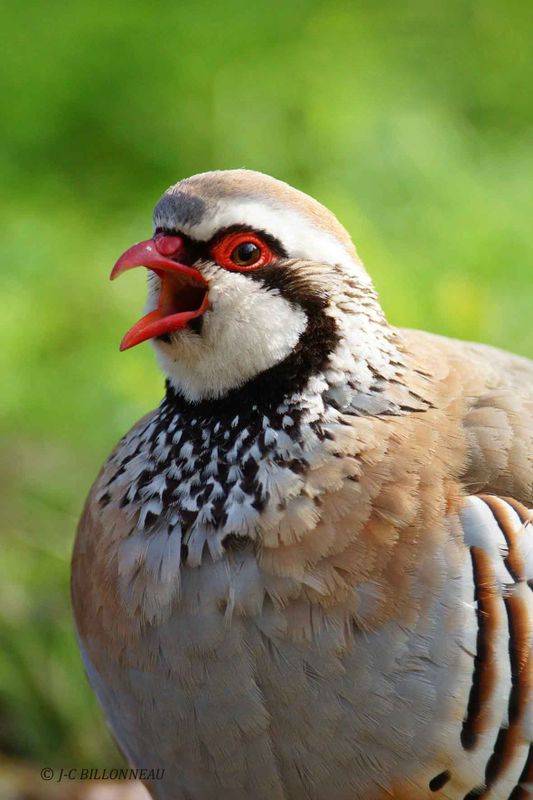 046 Predrix rouge -Red legged Partridge.jpg