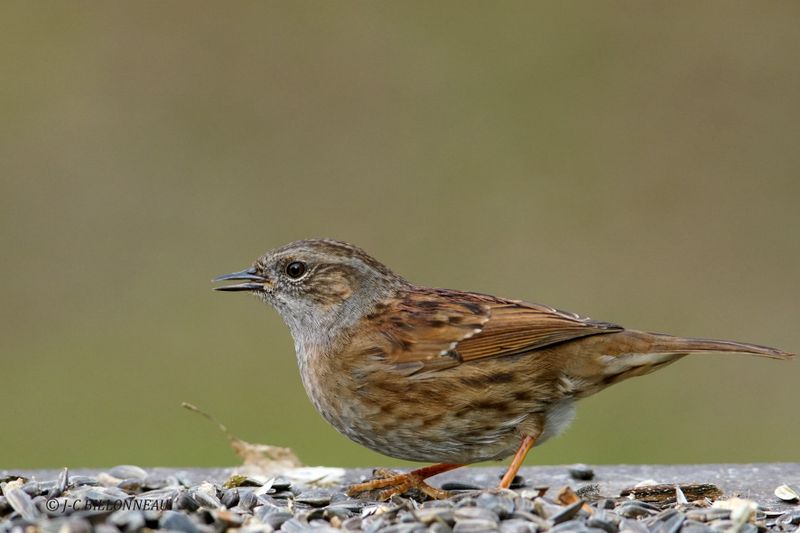 010 Accenteur mouchet-Dunnock.JPG