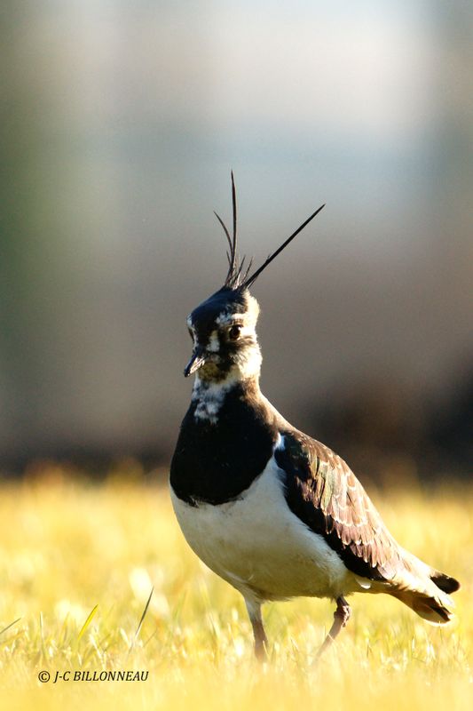 10 Vanneau huppé-Northern Lapwing.jpg