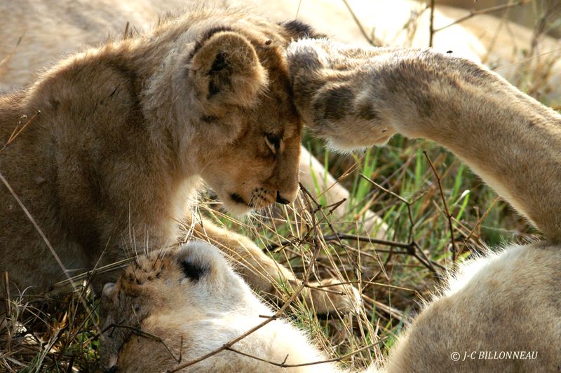 081 Amour maternel de la lionne.jpg