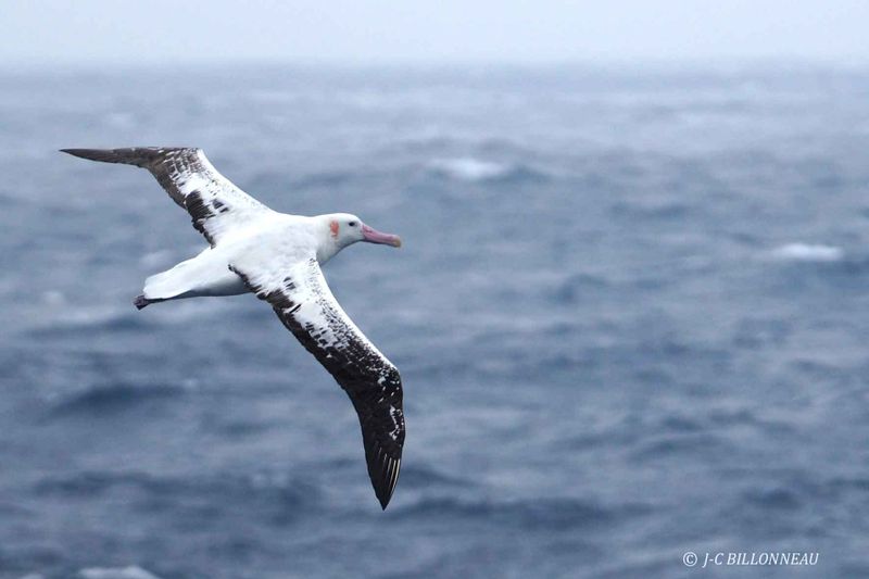 040-Albatros-hurleur.jpg