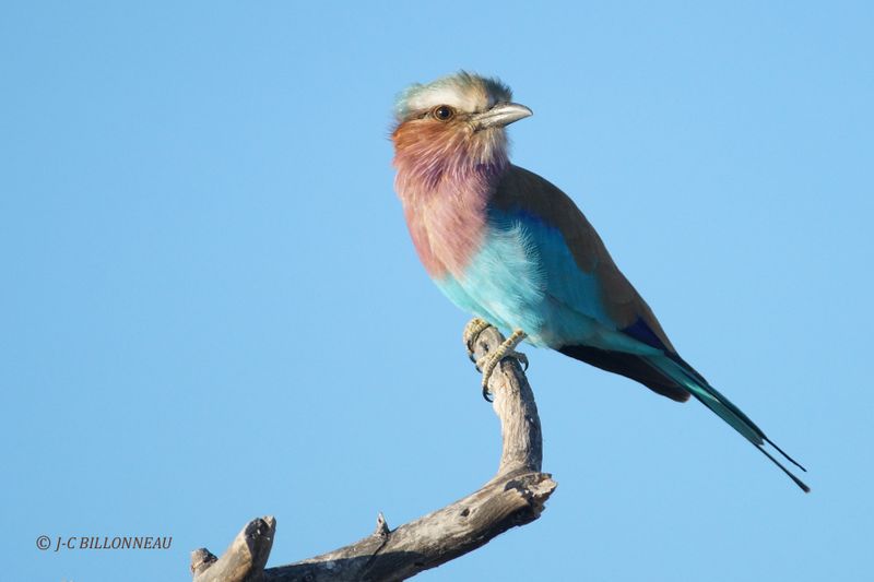 055.1 Rollier à longs brins-Lilac breasted Roller.JPG