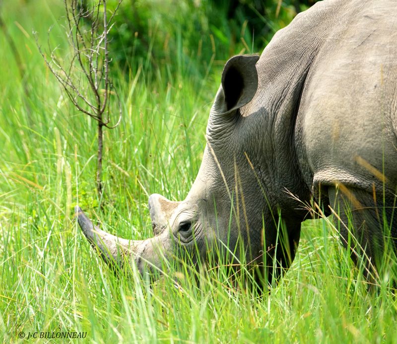 015 Rhinocéros blanc - OUGANDA.JPG