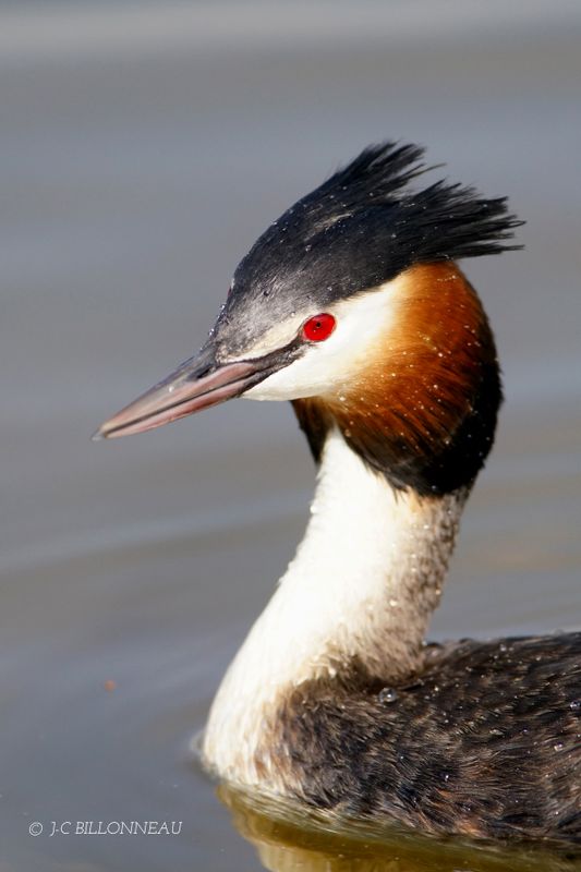 VISITE DE LA RESERVE DU TEICH