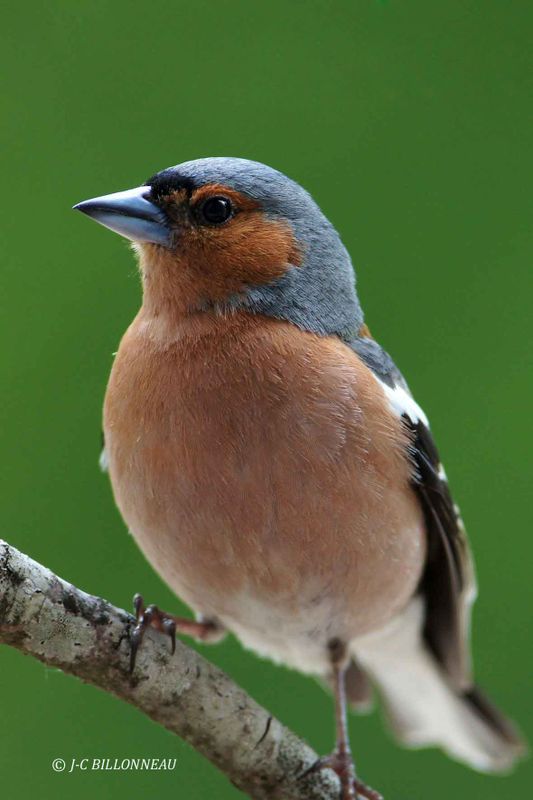 037 Pinson des arbres mâle- Common Chaffinch0 male.jpg