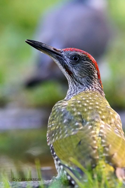 061 Pic vert immature-European Green Woodpecker.JPG