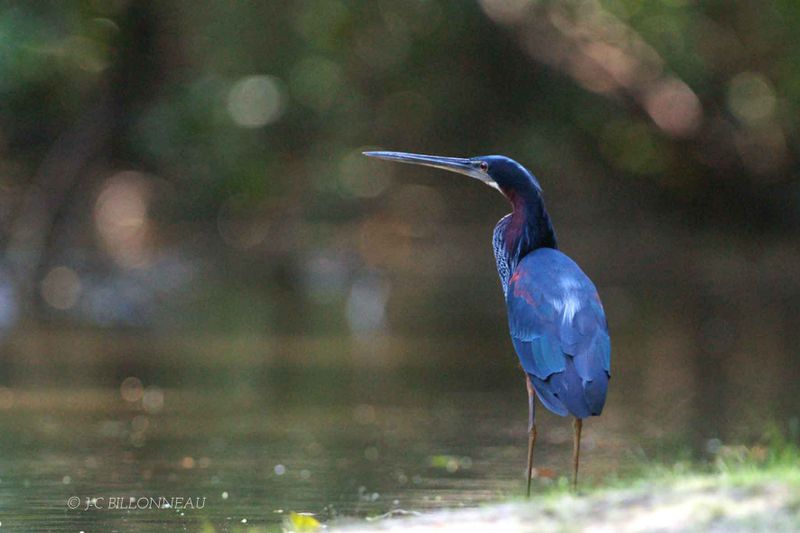 098 Héron agami - Agami Heron - VENEZUELA.jpg