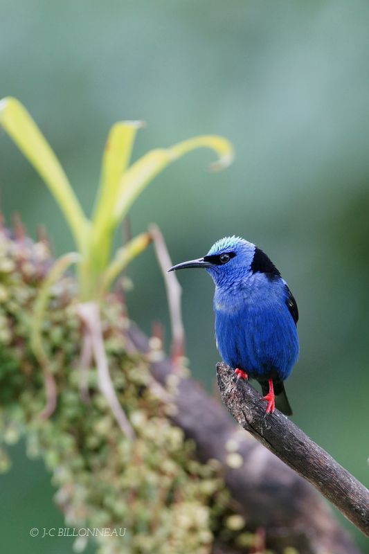 291 Guit-guit saï mâle - Red-legged Honneycreeper male - COSTA RICA.JPG