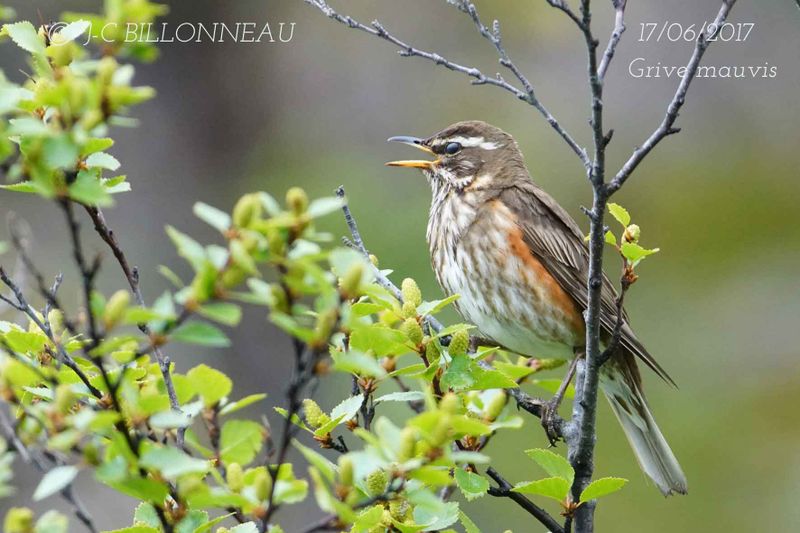 009 Redwing.jpg