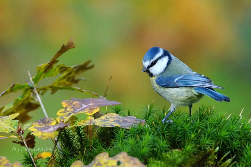 286-Mésange-bleue - Eurasian Blue Tit, FRANCE.jpg