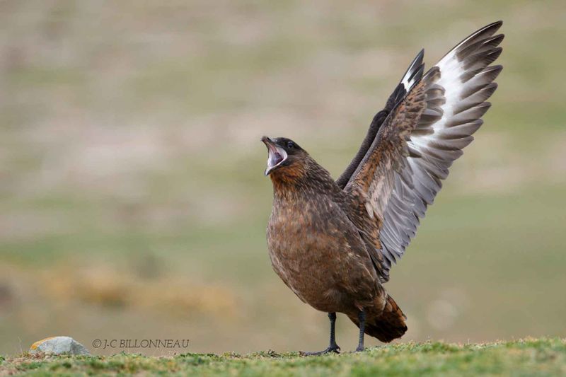 118-Labbe-du-Chil - Chilean Skua, CHILIi.jpg
