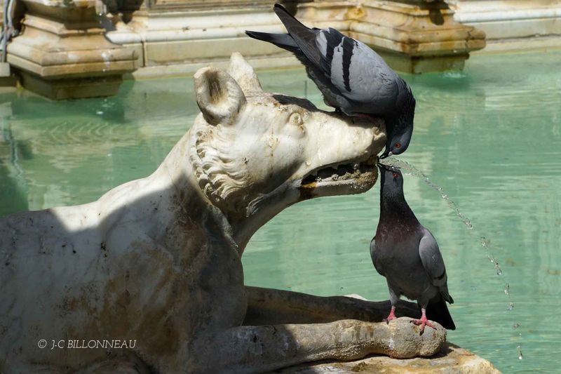109 Fontaine de la joie - SIENNE.jpg