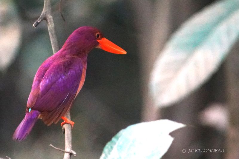 284 Martin-chasseur violet - Ruddy Kingfisher, BORNEO.JPG