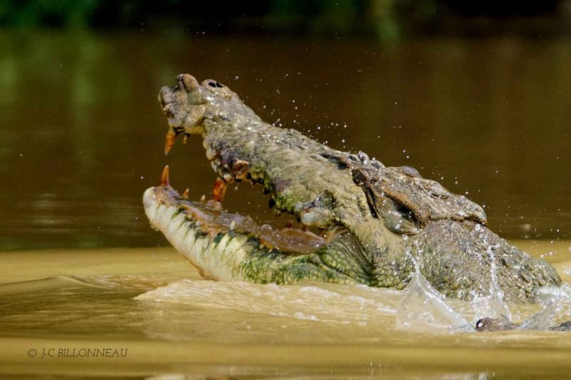 283-Crocodile dans le Kinabatangan - BORNEO.jpg