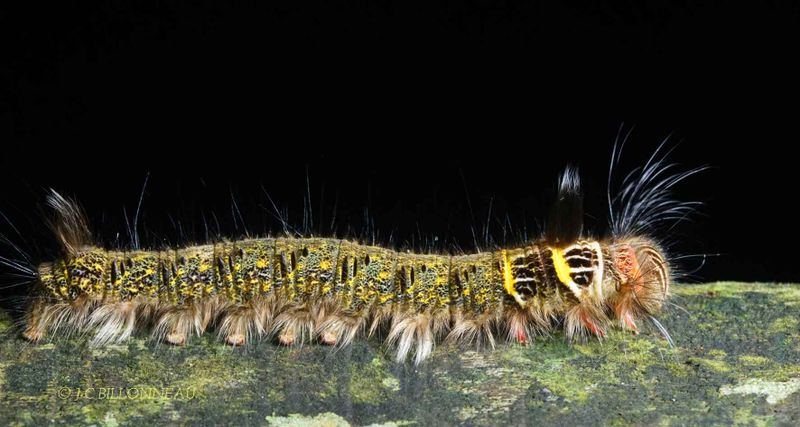279 Chenille à Mulu - BORNEO.jpg