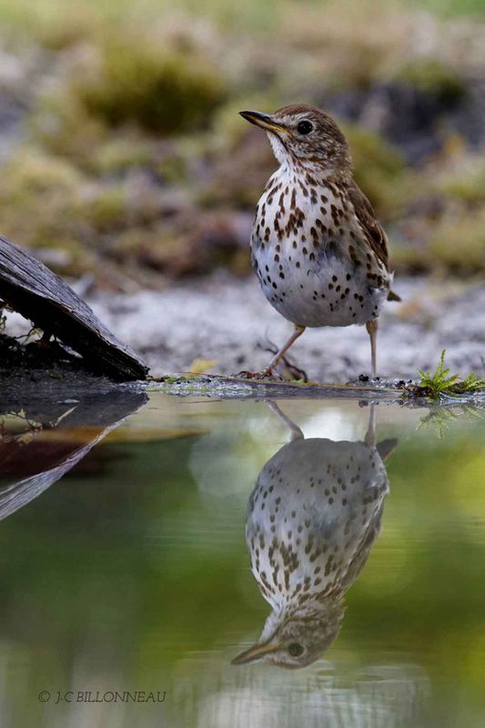 151-Grive-musicienne - Song Thrush  FRANCE.jpg
