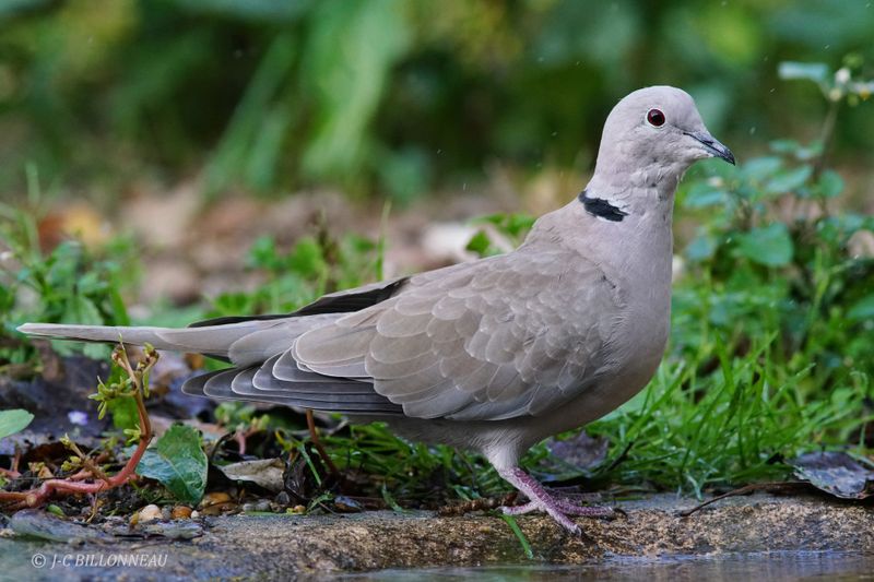 040 Tourterelle turque-Eurasian Collared Dove.JPG