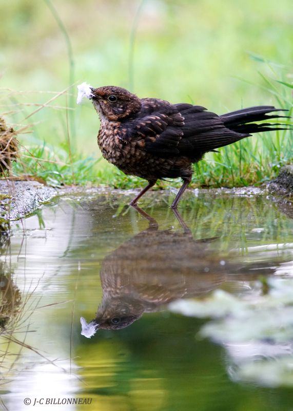 235 Merle noir juvénile-Common Blackbird juvenile.JPG